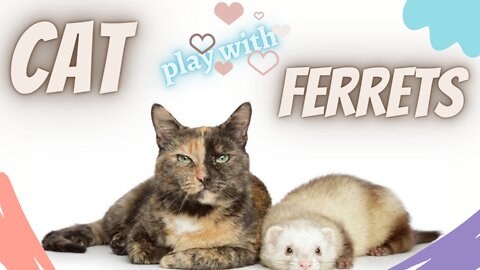 Cat plays with Ferrets | Cat & Ferrets funny