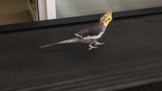 Cockatiel stays in shape using treadmill