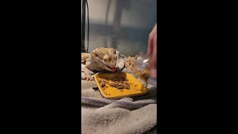 Bearded dragon loves food