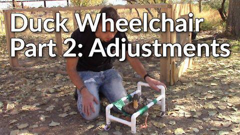 Building a Duck Wheelchair Part 2: Adjustments