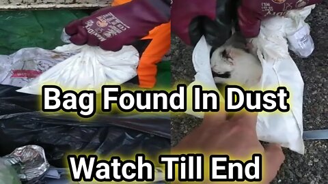 cut kitten found in bag||save animals||great people||animal rescue||#GigoX#kitten #cats #rescue