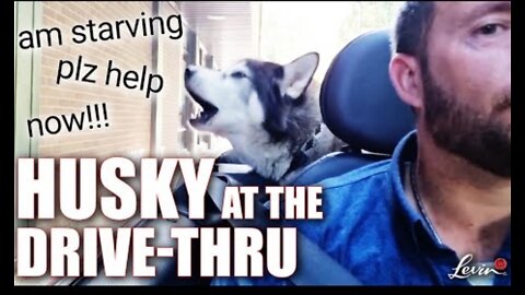 Bossy Talking Husky at the Drive-Thru