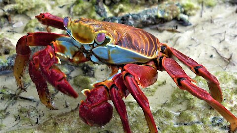 Stunningly beautiful crab cleans the beach in the Galapagos Islands
