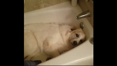 Guilty Dog Hilariously Caught Sleeping In The Bathtub