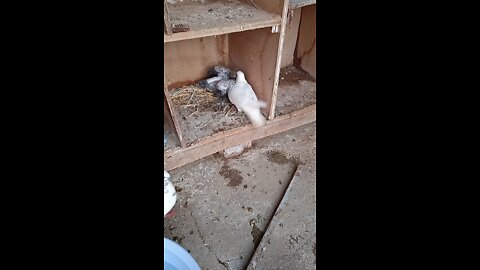The pigeon sees how it feeds its young