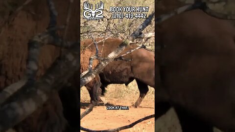 Broadhead Bison Takedown! - @G2Ranch