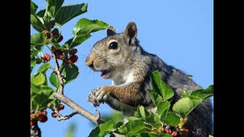 Squirrels Fruit eat