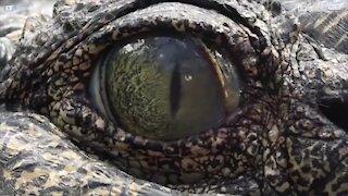 Hai mai visto l'occhio di un coccodrillo da così vicino?