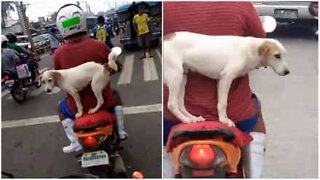 Motorcyklist transporterer hund på den mest farlige måde