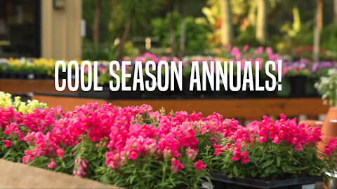 Cool-Season Annuals Available in Northeast Florida