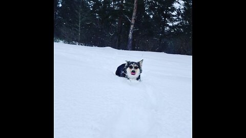 Funny dog jumping in snow