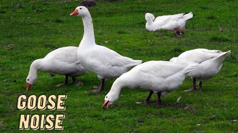 Loud Goose Noise Sounds Effect Video By Kingdom Of Awais