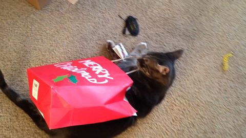 Cat Gets Bested By A Paper Bag