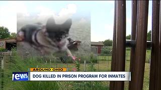 Dog killed in prison program for inmates