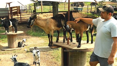 Using Goats for Homestead & Business