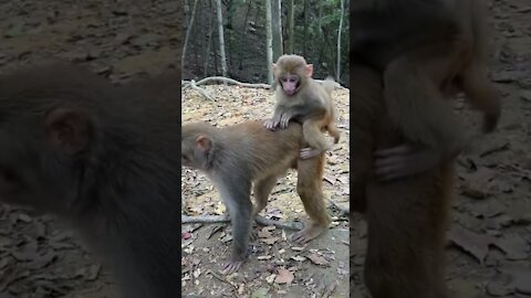 puma vs sloth || puma vs monkey || Puma vs Teddy sloth || #Shorts || Animal video of sloth