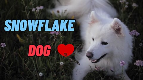 Snowflake Dog (Dogs Series 1)