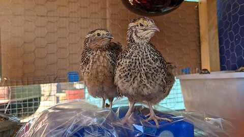 Part 2: How I Started Raising Coturnix Quail | 7 Reasons To Raise Your Own Quail