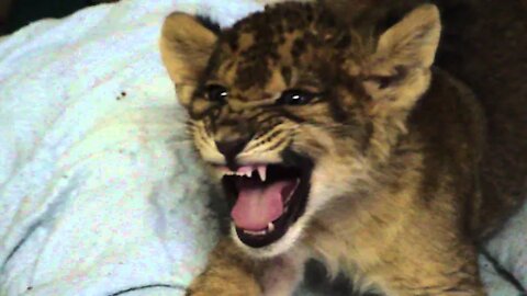 BABY LION GAVE US ITS FIRST ROAR