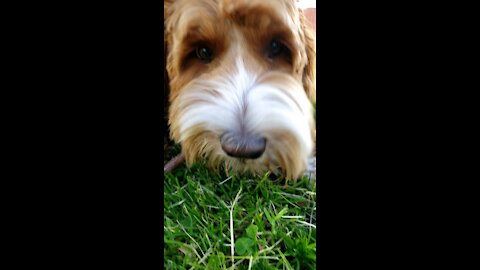 Cute 🐕 eats a Stick