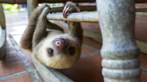 These Orphaned Baby Sloths In Costa Rica Get A New Chance At Life