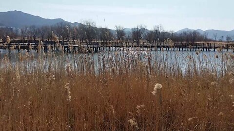 The spring wind blows on the lake in the reed forest.