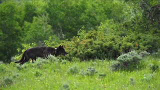 Reintroducing gray wolves -- open houses start today