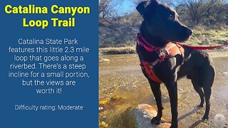 Five dog-friendly hiking spots in the Tucson area