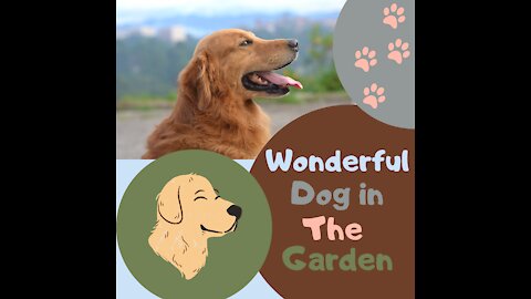 Wonderful dog in the garden