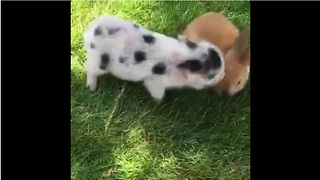 Mini pigs perform their favorite trick