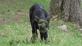 Newborn calf discovers that a pine bough makes a great toy