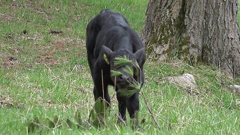 Newborn calf discovers that a pine bough makes a great toy