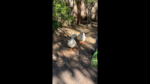 Backyard Ducks in ATX