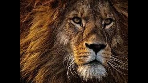#WildCat #LionLove #BigCatEnergy #SavannahRoyalty #NaturePhotography