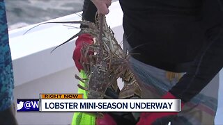 Florida's 2-day spiny lobster underway
