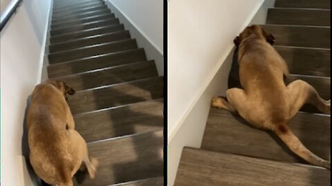 How to Train your dog to go down stairs