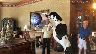 Great Dane can't stop playing with 'happy birthday' balloon