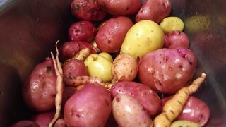 Growing Potatoes and Yams in a Container