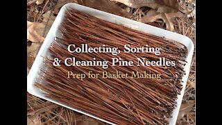 Collecting & Preparing Pine Needles for Basket Making