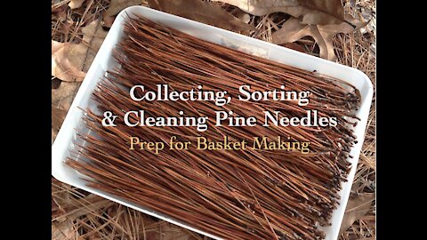 Collecting & Preparing Pine Needles for Basket Making