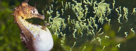 seahorse giving birth - inside the aquarium