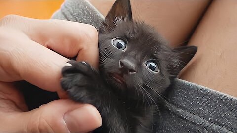 Baby Kitten Cutest Moments