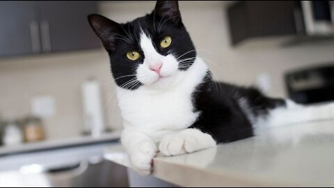 Tuxedo Cats