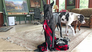 Funny Great Dane Doesn't Want To Share The Toys