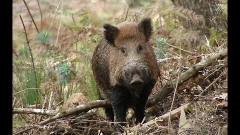 Wild boar hunting jaguar (wild pig).