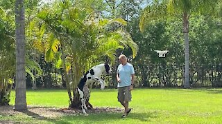 Eager Dogs Try Their Best To Catch Hovering Drone