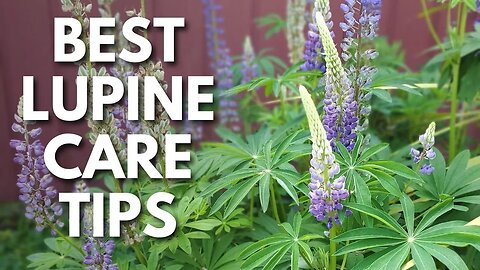 Perennial Lupine Care Tips For Huge, Healthy Purple Flowers 💜