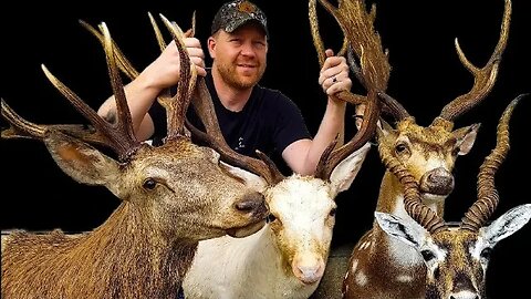 Picked Up 4 New Mounts!!! 🦌🦌🦌