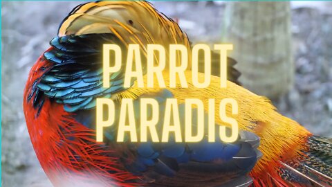 parrot paradis,bird lover man