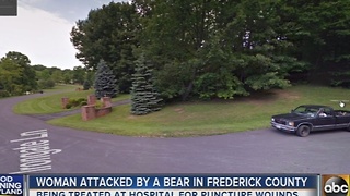 Woman attacked by a bear in Frederick County